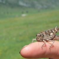 БольшОй кузнечик...