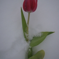 Тюльпан зимой