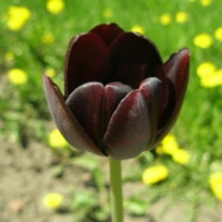 Тёмный тюльпан