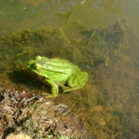 Лягушка-Зеленушка