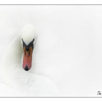 White Swan