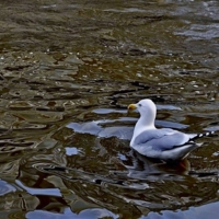 Налево я, к чайке на чаёк...