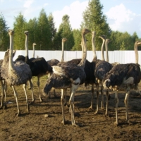 Кордебалет "Страусиного озера"