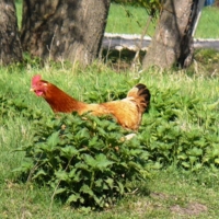 Рыжая...  и в кустах