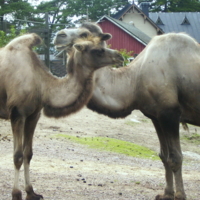 ...полюбишь и старого верблюда