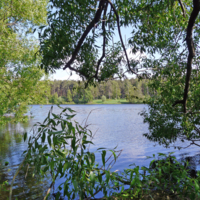 Ивы над водой. Берег грёз.