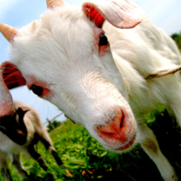 Goat meat is more efficient