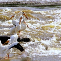 Хор пеликанов и река