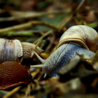 Разборки в маленьком Улиткино
