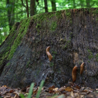 Пень преткновения