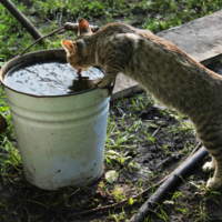 Глоток воды и кошке приятен!