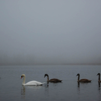 Лебеди в тумане