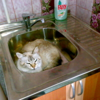 Кошка любит чистоту