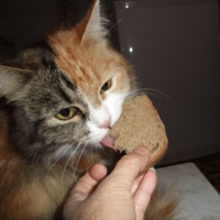 Даже кошки любят хлеб!