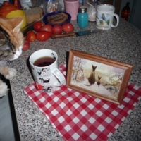 Кошачье чаепитие