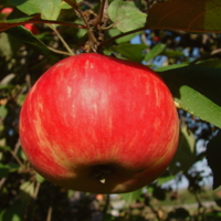 Обыкновенное яблоко.