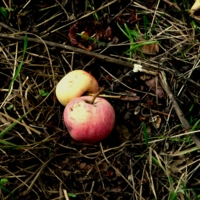 Упавшие яблоки