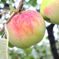 Спелое яблоко