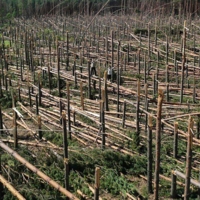 разрушенный лес