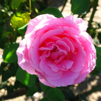 Калифорнийская роза