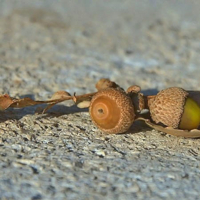 Белочкино лакомство