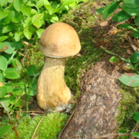Благородный гриб