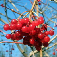 Viburnum opulus