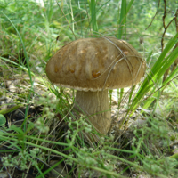 Царь грибов