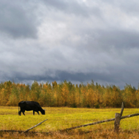 Северная пастораль