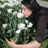 белые тюльпаны......