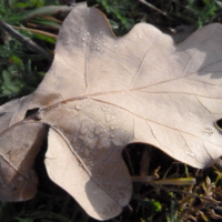 дубовый лист