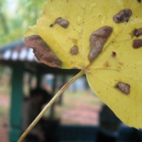 ярко-желтый лист осенний