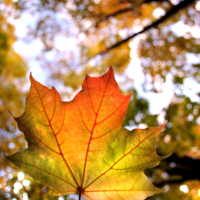 Осень,цвета,самые яркие краски