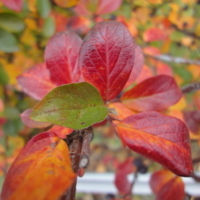 Этюд в багровых тонах