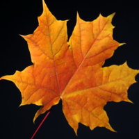 Кленовый лист - все краски осени
