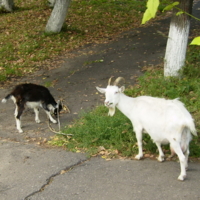 Козленка моего - не трожь!