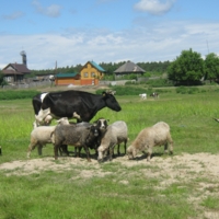 На лугу пасутся КО.....