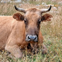 Грустная рыжая корова