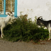 Очень вкусный куст