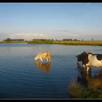 к водопою...