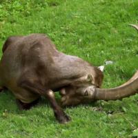 Где же ты, моя любимая?...