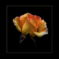 Роза в бальзаковском возрасте