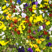 Анютины краски :)))