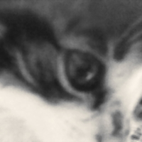 глаза котёнка