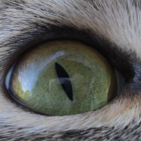 Кошкин глаз
