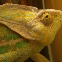 Игнорирование