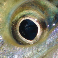 ручьевая форель