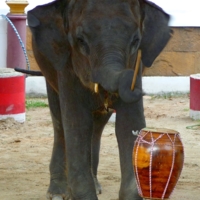 Слон и барабан