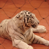 тигр-альбинос