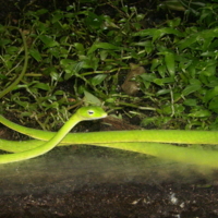 Зелёная и ядовитая